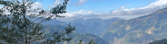 Two specialty coffee farms in Taiwan's Alishan Mountains