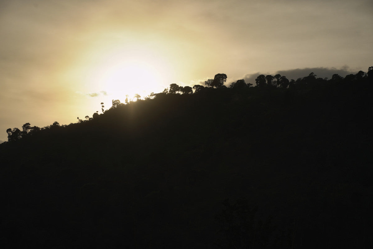 Ethiopia Danche