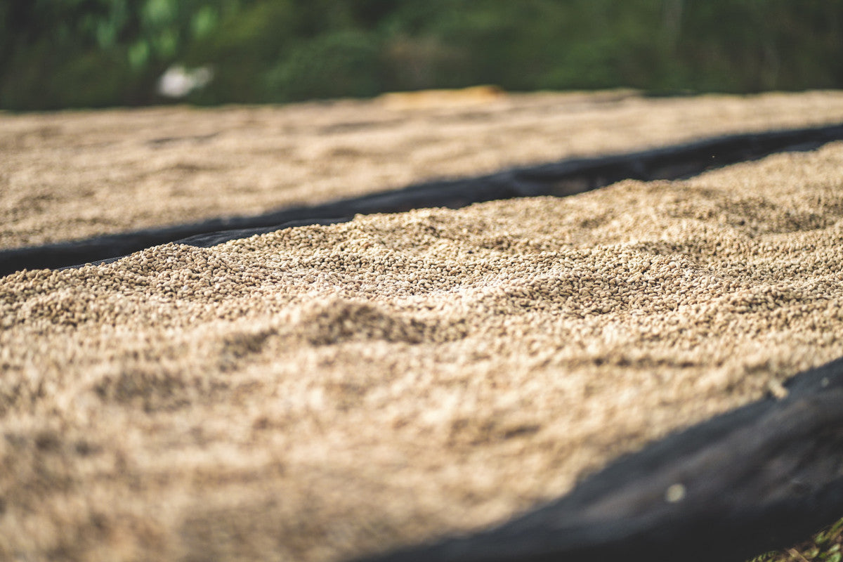 Ethiopia Danche