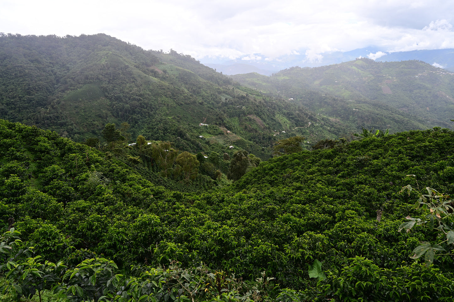 Garçoa x Drip Roasters – Coffee Edition