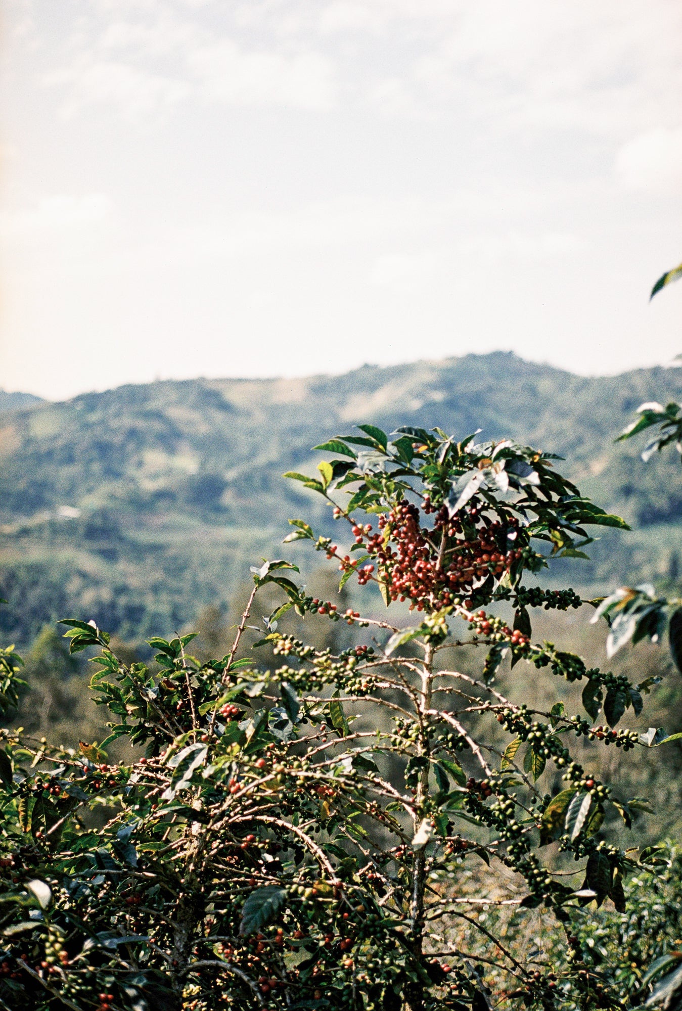 Peru La Confianza